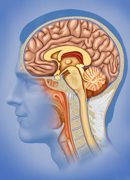 ROF Brain face shutterstock_197890526