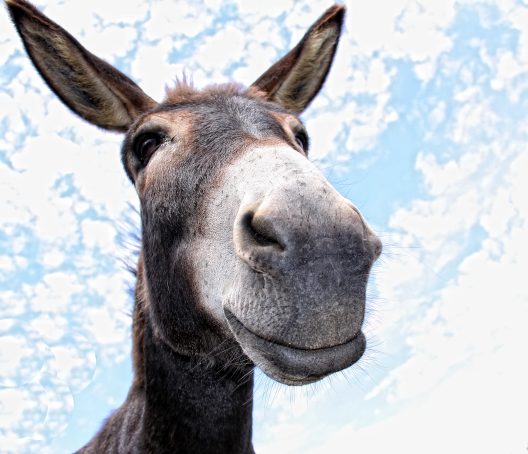 funny Donkey