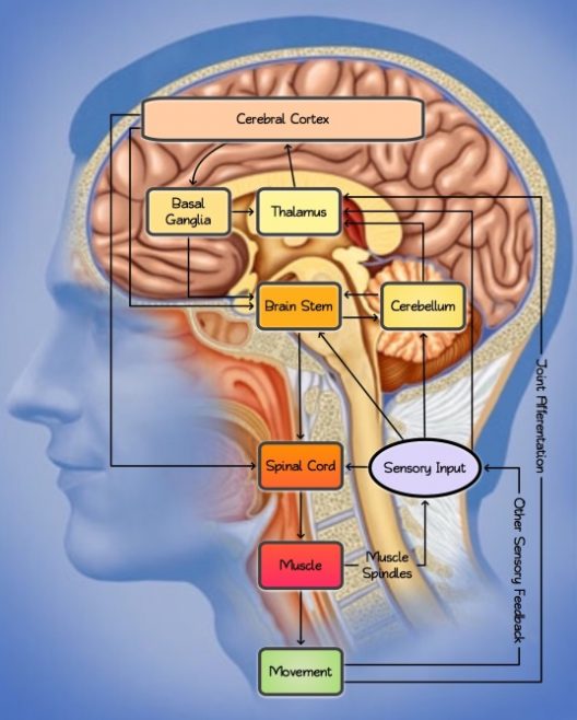 Joint Muscle Nerve Brain